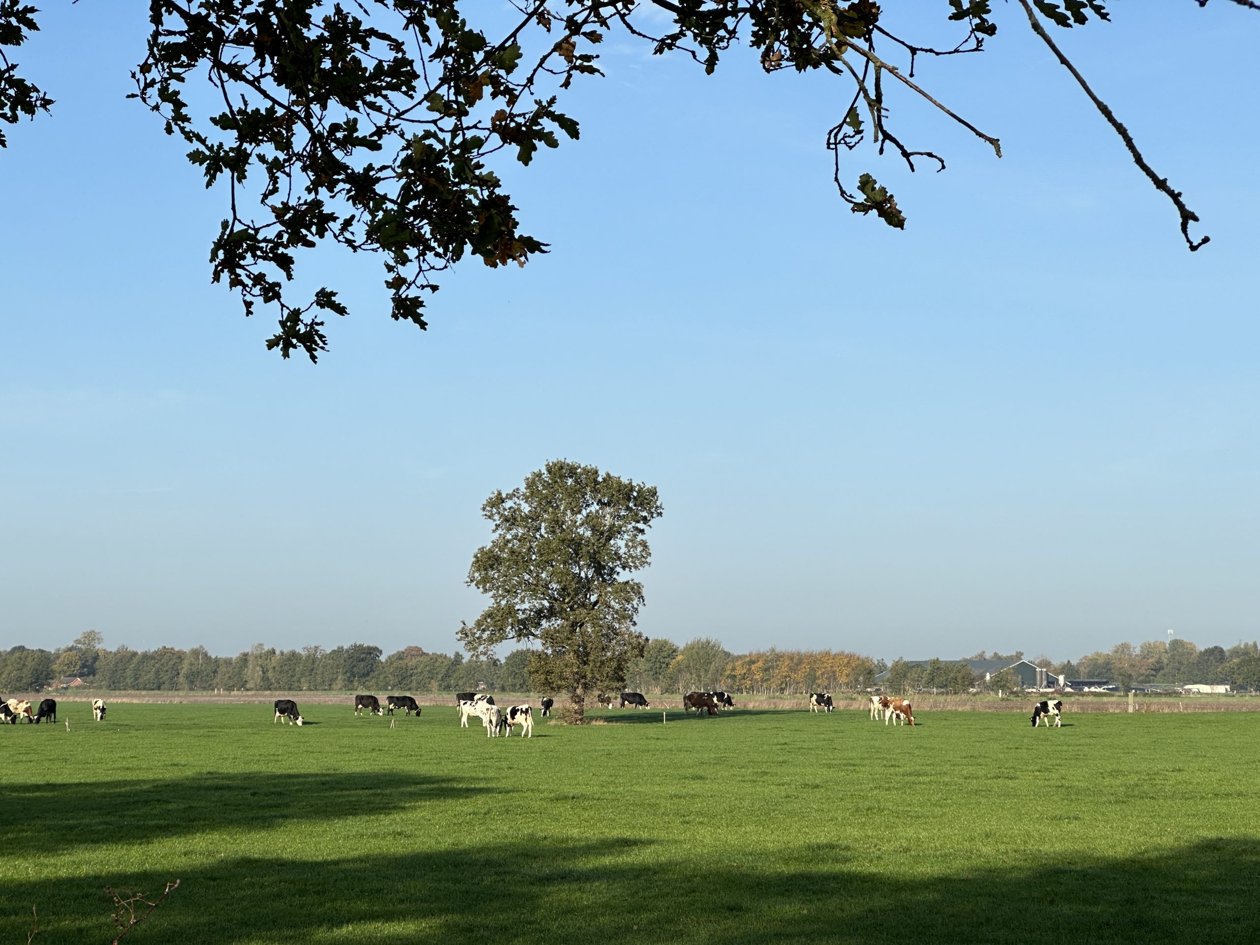 Foto veehouderij Zevenhuizen (Groningen) - © 2022 Voorzet Rattenbestrijders en Advies. 