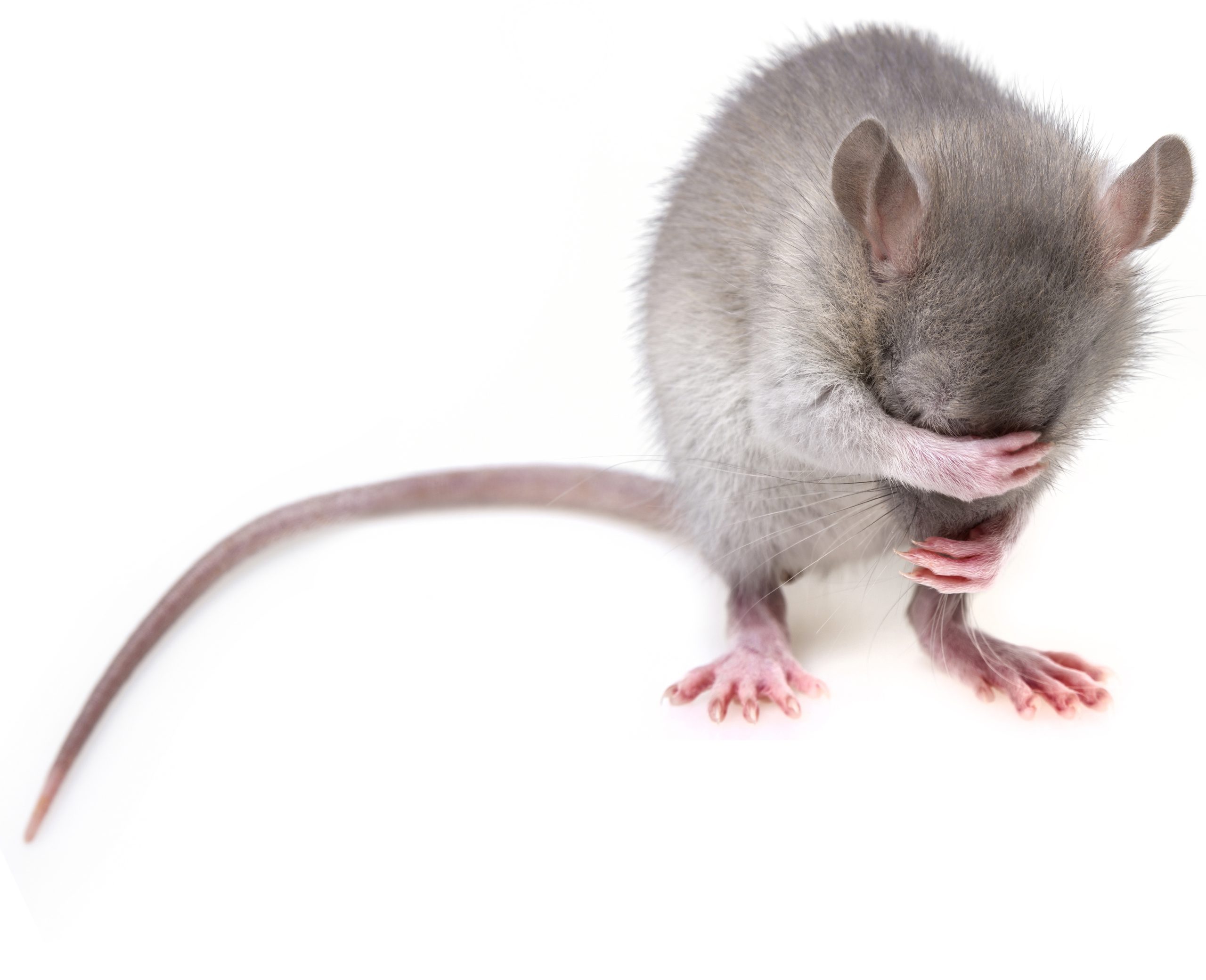 https://pixabay.com/photos/mouse-rodent-rat-mice-pest-3194768